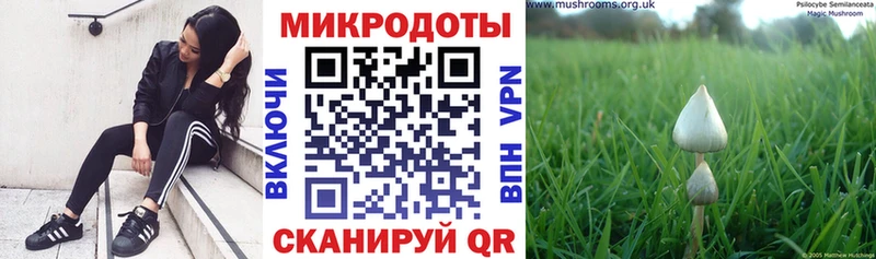 Галлюциногенные грибы Psilocybe наркота Кулебаки